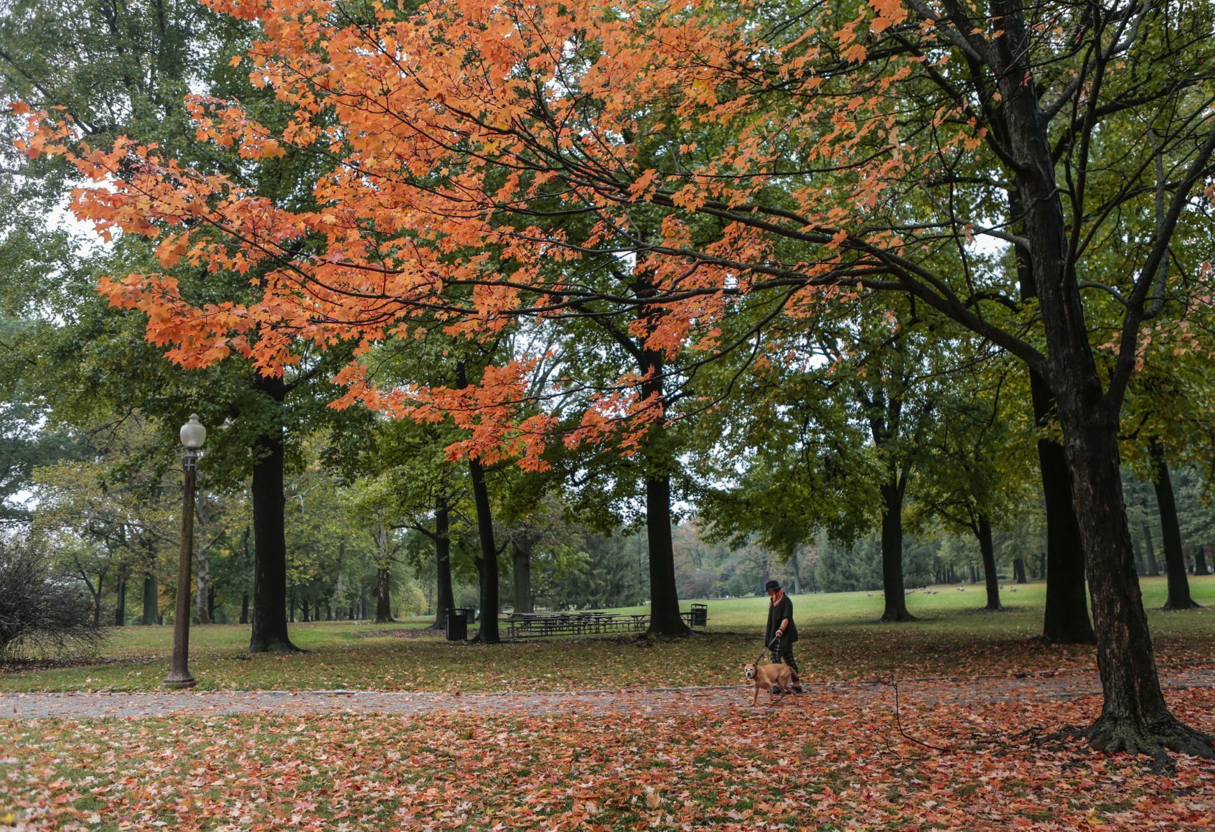 Rainy Fall Day at Tower Grove Park in St. Louis